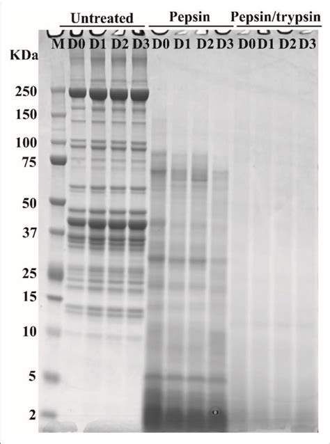 Typical Sds Page Patterns Of Pork Proteins Before And After