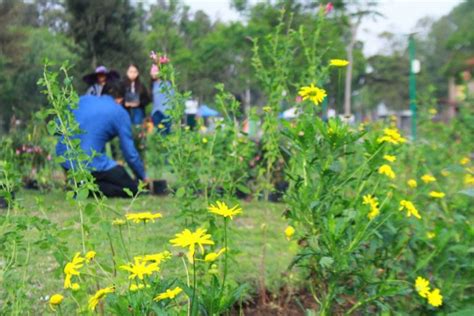 Jardines De Polinizadores Qu Son Y Para Qu Sirven Noro