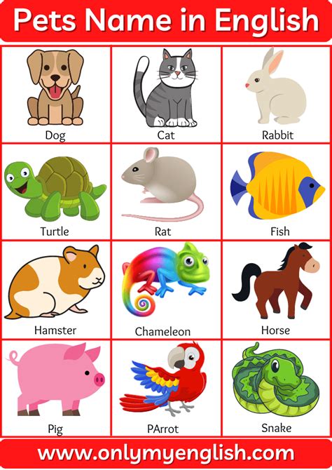 Pet Animals Name: List of Pet Animal In English with Pictures and Images