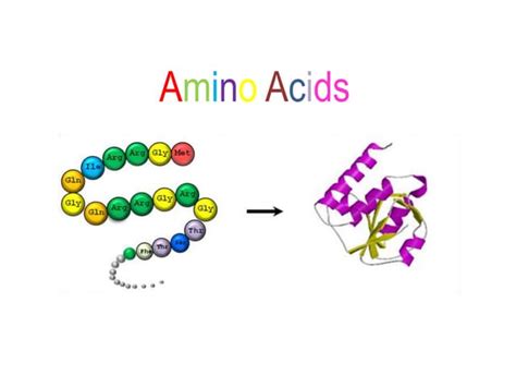 Amino Acids Building Blocks Of Proteinpptx