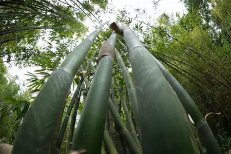 Bamboo Farming for Homestead Income (Start a Bamboo Farm!) - Outdoor ...