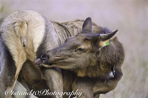 Elk Cataloochee Valley NC Backcountry Gallery Photography Forums