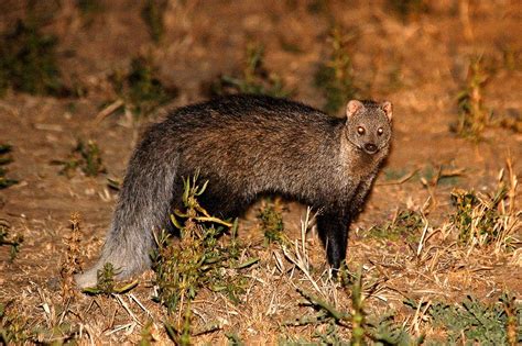 Show us your African mongoose species... - Your Africa images - Safaritalk