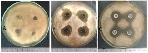 Inhibition Zones Produced By The Standard Fungicide Captan And The