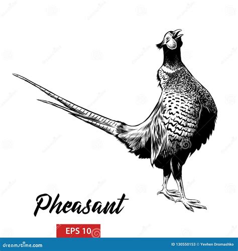 Hand Drawn Sketch Of Pheasant In Black Isolated On White Background