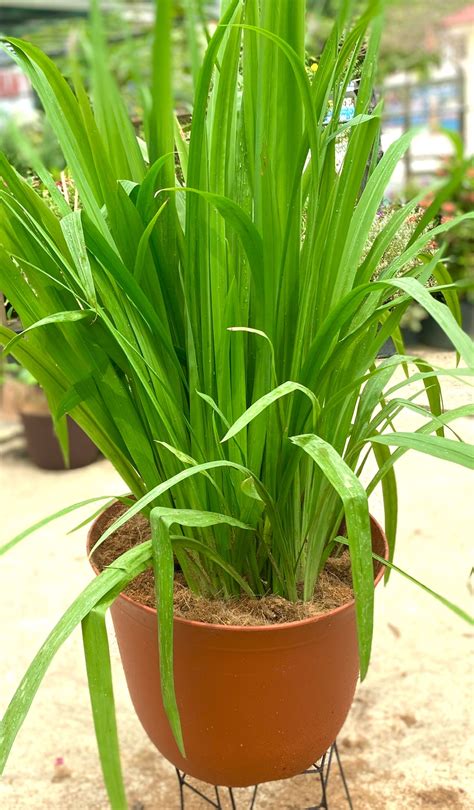 lan  quat cay xanh tan thuy