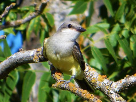 Geotripper S California Birds Western Kingbird On The Tuolumne River