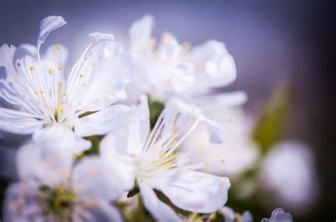 Flor De Cerejeira Branca No Fundo Escuro Imagem De Stock Imagem De