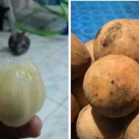 Jual L4R1S Bibit Buah Duku Kualitas Super Dengan Rasa Buah Yang Manis