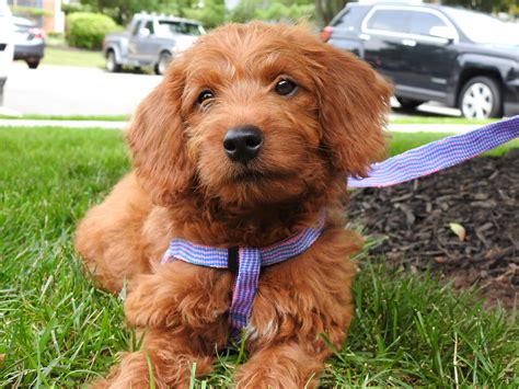 This Is Our 12 Week Old Mini Labradoodle Daisy Labradoodles