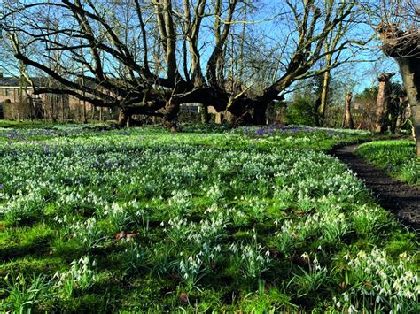 Open Tuinen Met Sneeuwklokjes Nederlandse Tuinenstichting Nts