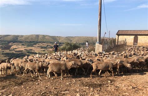 Mila Euro Per Gli Indennizzi Dei Danni Da Fauna Nel Il