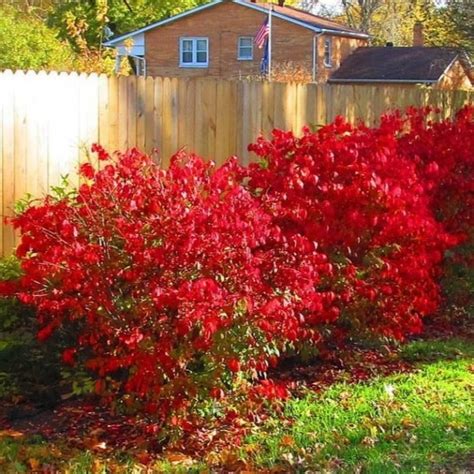 Growing The Dwarf Burning Bush Euonymus Alatus Compacta Perennial