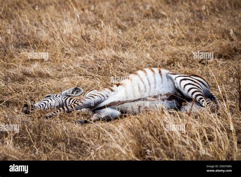 Zebra Lies On The Ground Wildlife Africa Tansania Ngorongoro Stock