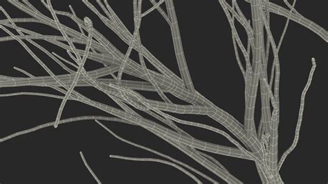 Naked Birch Tree D TurboSquid