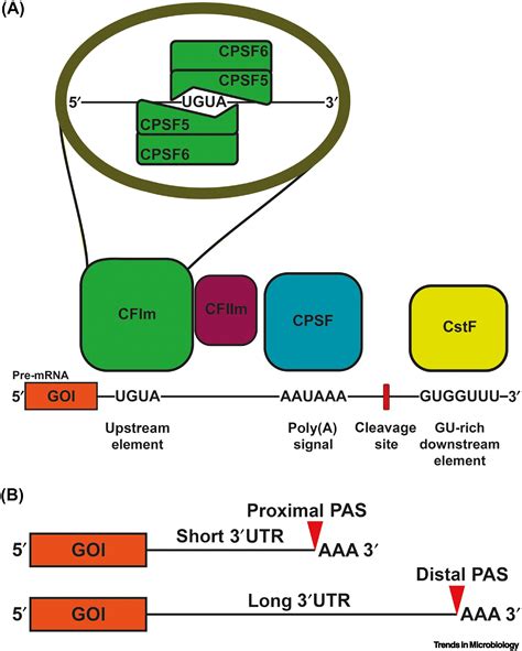 HIV 1 Induced Translocation Of CPSF6 To Biomolecular Condensates