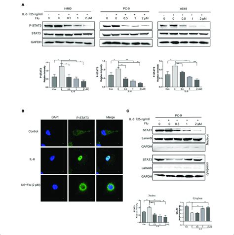 Flubendazole Inhibited Nuclear Translocation Of Stat A Expression