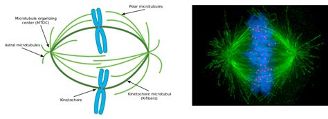 Microtubules In A Cell