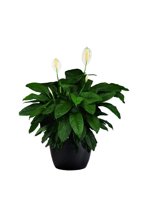 Spathiphyllum Sweet Pablo Phillip S Interior Plants Displays