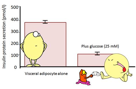 Guess who else, besides the beta cells in the pancreas, produce insulin ...