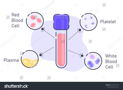 blood component infographic vector illustration stock vector royalty