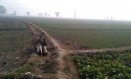 Agricultural Land In Punjab Agricultural Land For Sale In Punjab