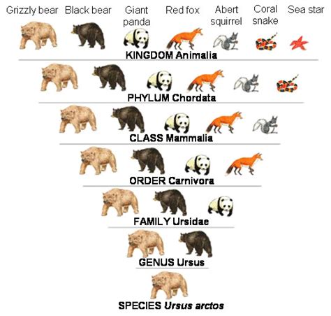 Binomial Nomenclature Dinopedia Fandom