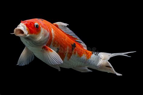 Peixe Koi Shiro Utsuri Koi Fundo Negro Foto De Stock Imagem De