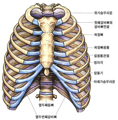 Anatomy Of The Ribs And Sternum