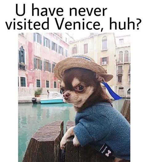 20 best chihuahua memes of all time – Artofit