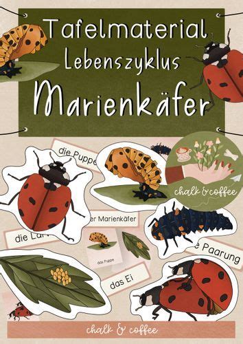 Tafelmaterial Lebenszyklus Marienk Fer Vom Ei Zum Marienk Fer