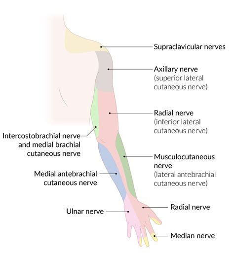 Axillary Nerve Distribution