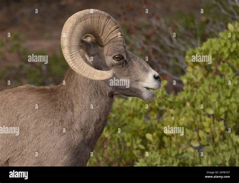 Desert Bighorn Sheep Ovis Canadensis Nelsoni Ram Feeding In Shrub