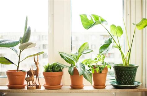 Солнечное освещение для комнатных растений