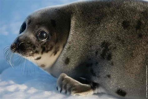 Harp Seal Pups » GagDaily News