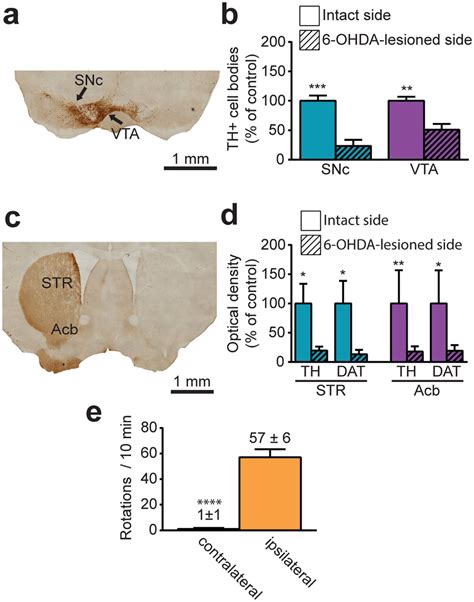 Assessment Of The Dopaminergic Lesion Induced By 6 Ohda Injection In