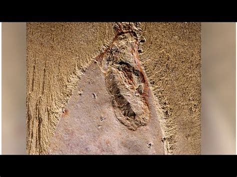 SpongeBob NoPants Bizarre Nude Sea Creature May Be A Sponge Relative After All YouTube