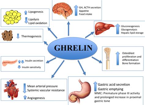 Central And Peripheral Ghrelin Actions Mmc Migrating Motor Complex