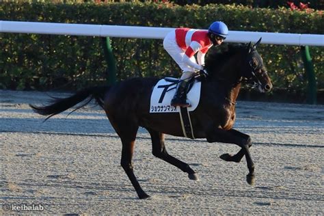 ショウナンマリオ Shonan Mario 競走馬データベース 競馬ラボ