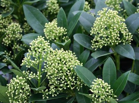 Skimmia Jap Finchy