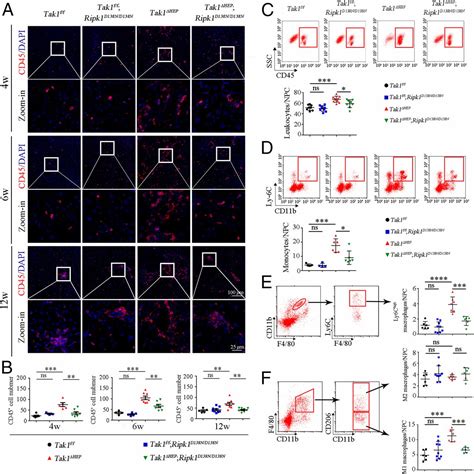 Hepatocyte Specific Tak1 Deficiency Drives Ripk1 Kinase Dependent