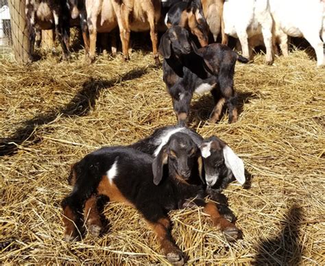 Bama F7 Mini Nubian Buckling Goats Cotton Bean Farms