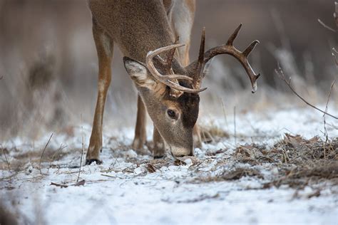 Conferees OK Deer Farm Rules To Combat CWD Global Budget In