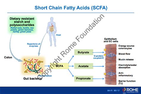 Fatty Acid Chain