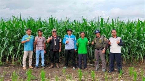 Kuota Pupuk Subsidi Bagi Petani Di Berau Meningkat Minimalisasi