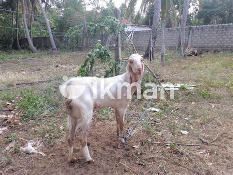 Jamunapari Goat For Sale In Jaffna City Ikman