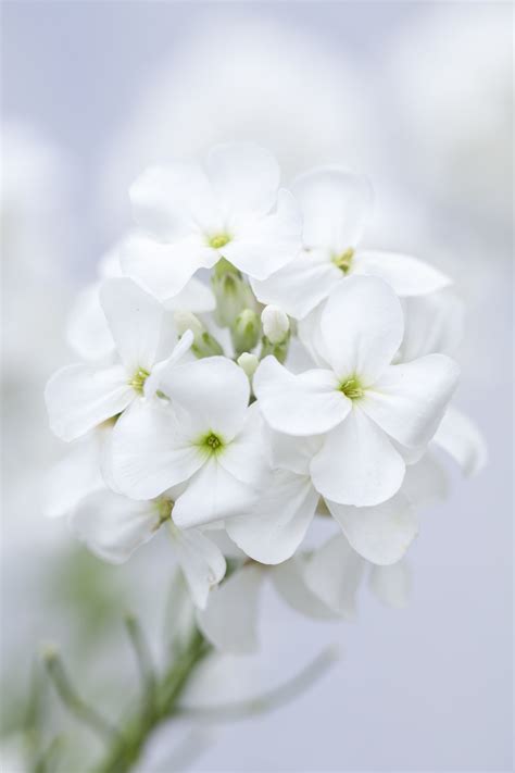 Hesperis matronalis, White Seeds £2.25 from Chiltern Seeds - Chiltern ...