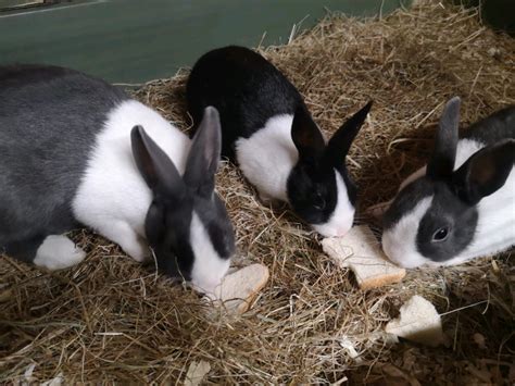 Baby Dutch Rabbits For Sale In Kidderminster Worcestershire Gumtree