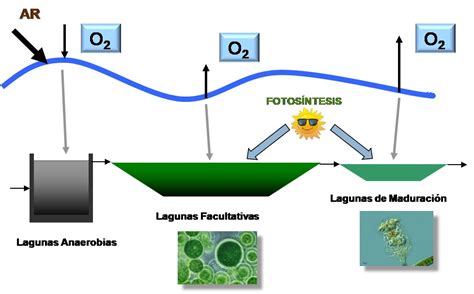 Lagunaje 2 0 Depurando Aguas Residuales Cosechando Microalgas I IAgua