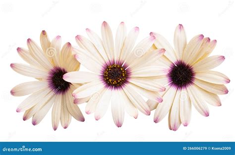 Flor De Osteospermum Aislada Imagen De Archivo Imagen De Planta